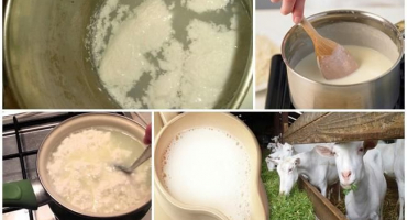 Proč se vařící kozí mléko někdy sráží a jak se mu vyhnout